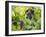 Grapes on Vines, Languedoc Roussillon, France, Europe-null-Framed Photographic Print