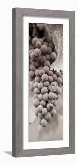 Grapes Pano #1-Alan Blaustein-Framed Photographic Print