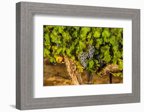Grapes Ready for Harvest in Eastern Yakima Valley, Washington, USA-Richard Duval-Framed Photographic Print