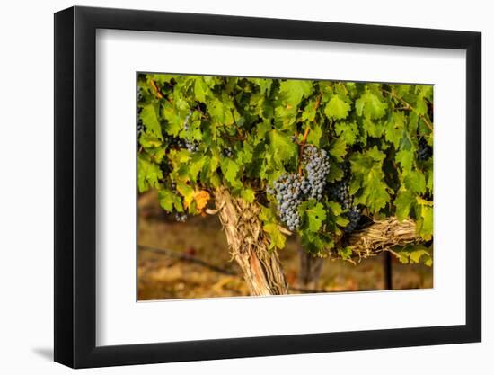 Grapes Ready for Harvest in Eastern Yakima Valley, Washington, USA-Richard Duval-Framed Photographic Print