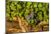 Grapes Ready for Harvest in Eastern Yakima Valley, Washington, USA-Richard Duval-Mounted Photographic Print