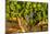 Grapes Ready for Harvest in Eastern Yakima Valley, Washington, USA-Richard Duval-Mounted Photographic Print