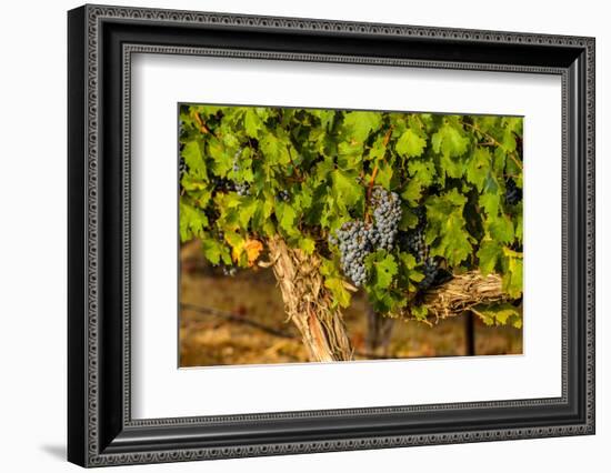 Grapes Ready for Harvest in Eastern Yakima Valley, Washington, USA-Richard Duval-Framed Photographic Print