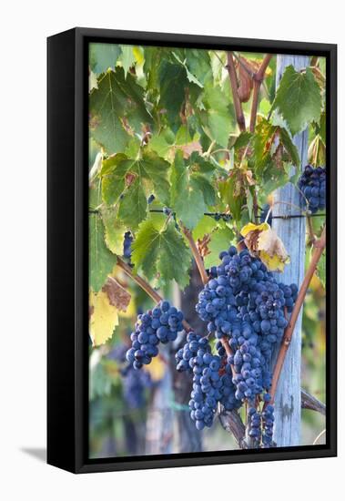 Grapes Ready for Harvest on the Tuscan Hills-Terry Eggers-Framed Premier Image Canvas