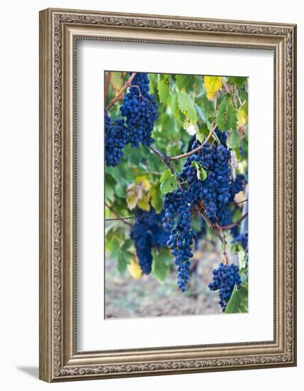 Grapes Ready for Harvest on the Tuscan Hills-Terry Eggers-Framed Photographic Print