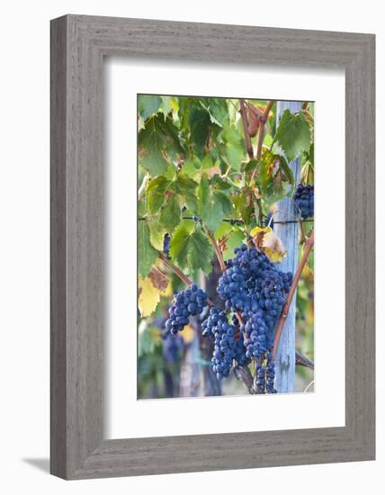 Grapes Ready for Harvest on the Tuscan Hills-Terry Eggers-Framed Photographic Print