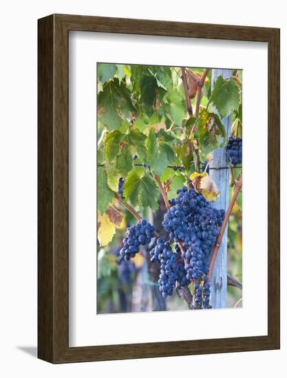 Grapes Ready for Harvest on the Tuscan Hills-Terry Eggers-Framed Photographic Print