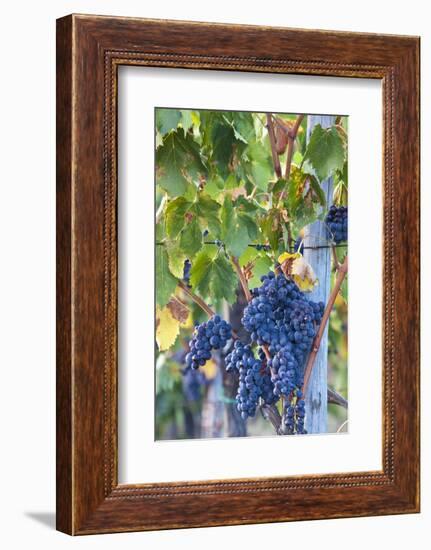 Grapes Ready for Harvest on the Tuscan Hills-Terry Eggers-Framed Photographic Print