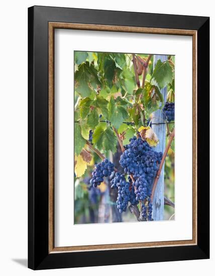 Grapes Ready for Harvest on the Tuscan Hills-Terry Eggers-Framed Photographic Print