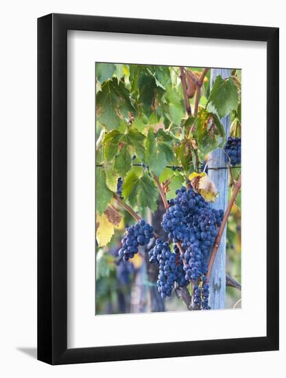 Grapes Ready for Harvest on the Tuscan Hills-Terry Eggers-Framed Photographic Print