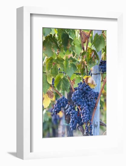 Grapes Ready for Harvest on the Tuscan Hills-Terry Eggers-Framed Photographic Print