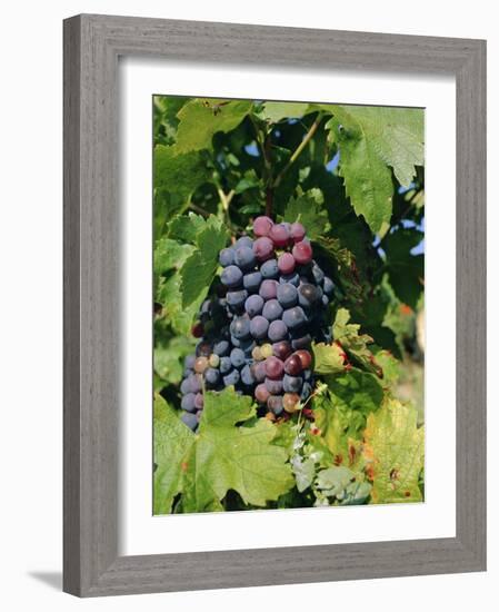 Grapes Ripe for Picking, Vaucluse Region, Provence, France, Europe-Duncan Maxwell-Framed Photographic Print