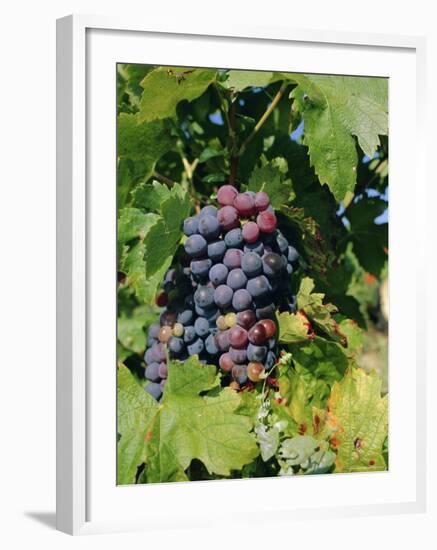 Grapes Ripe for Picking, Vaucluse Region, Provence, France, Europe-Duncan Maxwell-Framed Photographic Print