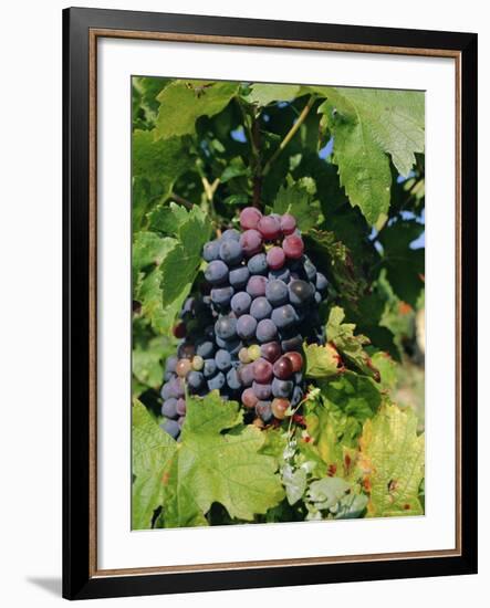 Grapes Ripe for Picking, Vaucluse Region, Provence, France, Europe-Duncan Maxwell-Framed Photographic Print