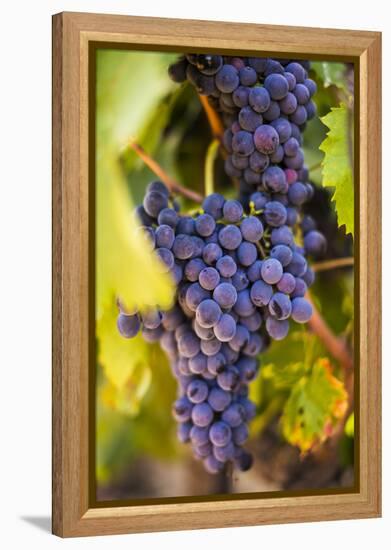 Grapes Ripening in the Sun at a Vineyard in the Alto Douro Region, Portugal, Europe-Alex Treadway-Framed Premier Image Canvas