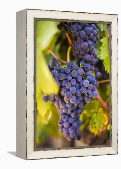 Grapes Ripening in the Sun at a Vineyard in the Alto Douro Region, Portugal, Europe-Alex Treadway-Framed Premier Image Canvas