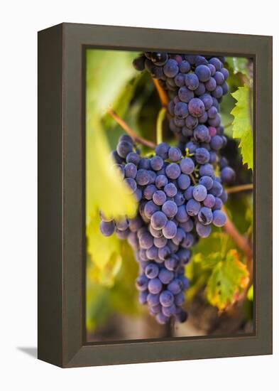 Grapes Ripening in the Sun at a Vineyard in the Alto Douro Region, Portugal, Europe-Alex Treadway-Framed Premier Image Canvas