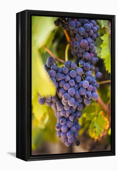 Grapes Ripening in the Sun at a Vineyard in the Alto Douro Region, Portugal, Europe-Alex Treadway-Framed Premier Image Canvas