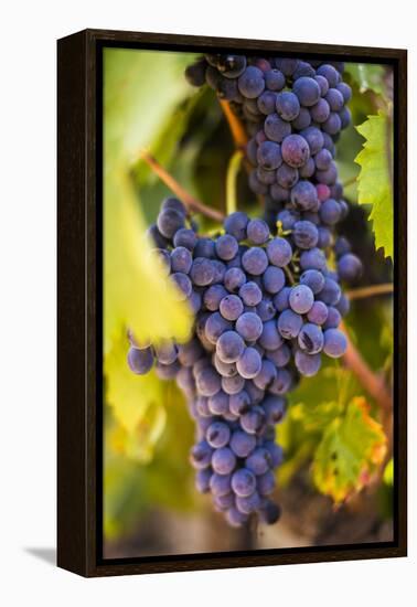 Grapes Ripening in the Sun at a Vineyard in the Alto Douro Region, Portugal, Europe-Alex Treadway-Framed Premier Image Canvas