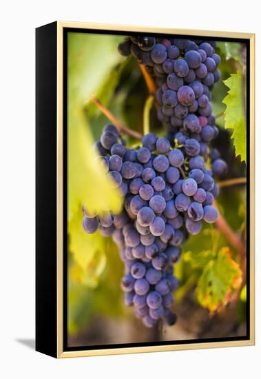 Grapes Ripening in the Sun at a Vineyard in the Alto Douro Region, Portugal, Europe-Alex Treadway-Framed Premier Image Canvas