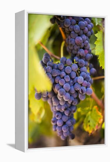 Grapes Ripening in the Sun at a Vineyard in the Alto Douro Region, Portugal, Europe-Alex Treadway-Framed Premier Image Canvas