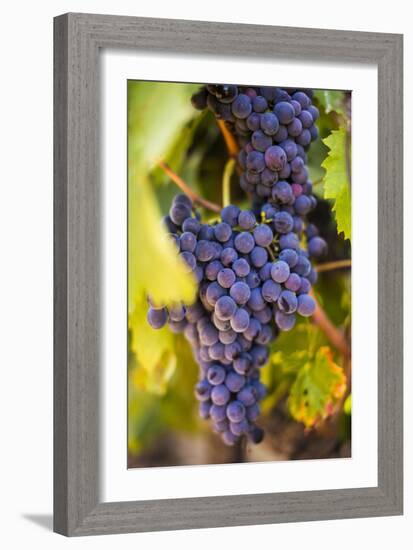 Grapes Ripening in the Sun at a Vineyard in the Alto Douro Region, Portugal, Europe-Alex Treadway-Framed Premium Photographic Print