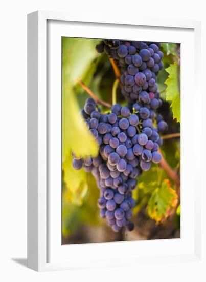 Grapes Ripening in the Sun at a Vineyard in the Alto Douro Region, Portugal, Europe-Alex Treadway-Framed Premium Photographic Print