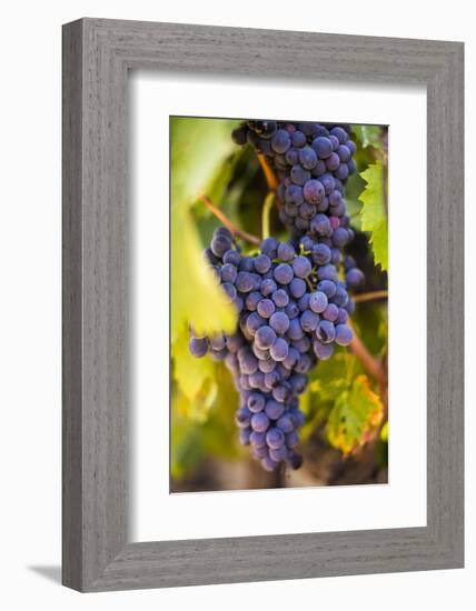 Grapes Ripening in the Sun at a Vineyard in the Alto Douro Region, Portugal, Europe-Alex Treadway-Framed Photographic Print