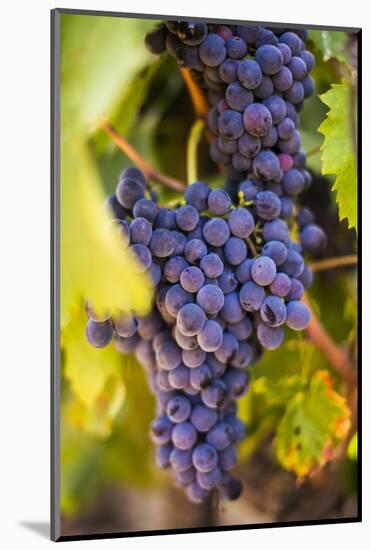 Grapes Ripening in the Sun at a Vineyard in the Alto Douro Region, Portugal, Europe-Alex Treadway-Mounted Photographic Print