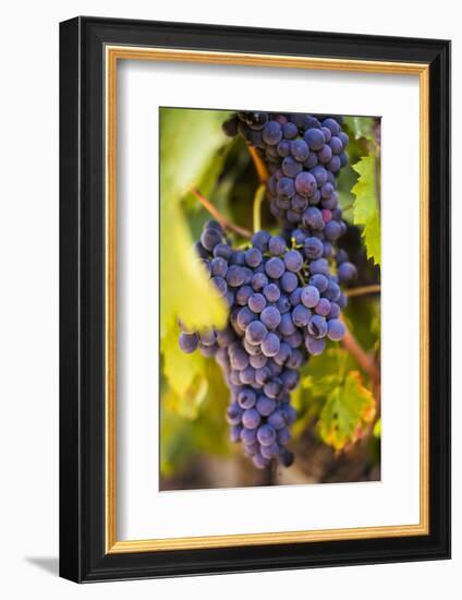 Grapes Ripening in the Sun at a Vineyard in the Alto Douro Region, Portugal, Europe-Alex Treadway-Framed Photographic Print