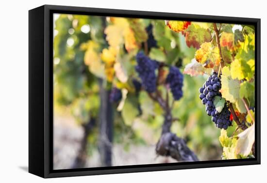 Grapes Ripening in the Sun at a Vineyard in the Alto Douro Region, Portugal, Europe-Alex Treadway-Framed Premier Image Canvas