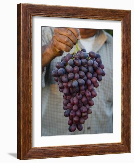 Grapes, San Joaquin Valley, California, United States of America, North America-Yadid Levy-Framed Photographic Print