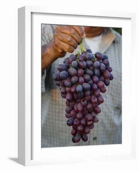 Grapes, San Joaquin Valley, California, United States of America, North America-Yadid Levy-Framed Photographic Print