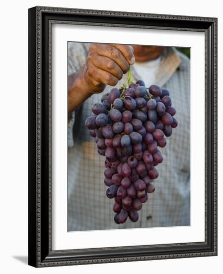 Grapes, San Joaquin Valley, California, United States of America, North America-Yadid Levy-Framed Photographic Print