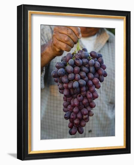 Grapes, San Joaquin Valley, California, United States of America, North America-Yadid Levy-Framed Photographic Print