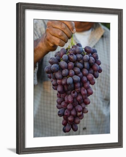 Grapes, San Joaquin Valley, California, United States of America, North America-Yadid Levy-Framed Photographic Print