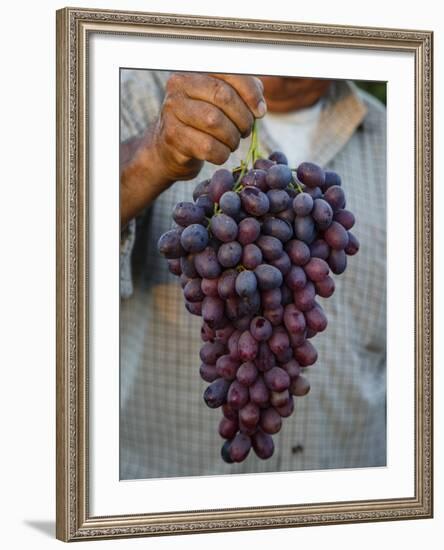 Grapes, San Joaquin Valley, California, United States of America, North America-Yadid Levy-Framed Photographic Print