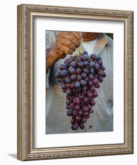 Grapes, San Joaquin Valley, California, United States of America, North America-Yadid Levy-Framed Photographic Print