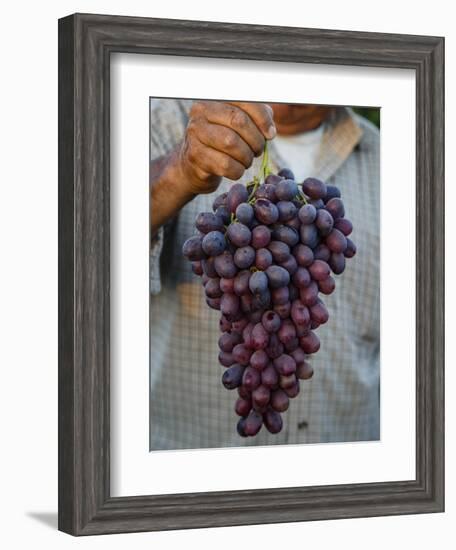 Grapes, San Joaquin Valley, California, United States of America, North America-Yadid Levy-Framed Photographic Print