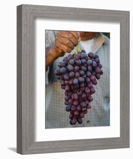 Grapes, San Joaquin Valley, California, United States of America, North America-Yadid Levy-Framed Photographic Print