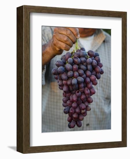 Grapes, San Joaquin Valley, California, United States of America, North America-Yadid Levy-Framed Photographic Print