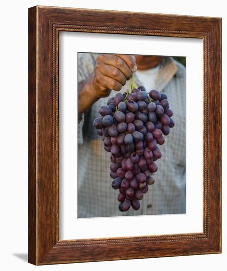 Grapes, San Joaquin Valley, California, United States of America, North America-Yadid Levy-Framed Photographic Print