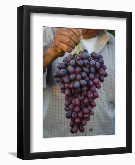 Grapes, San Joaquin Valley, California, United States of America, North America-Yadid Levy-Framed Photographic Print