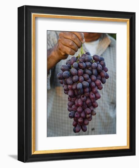 Grapes, San Joaquin Valley, California, United States of America, North America-Yadid Levy-Framed Photographic Print