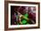 Grapes Underwater-Gordon Semmens-Framed Photographic Print