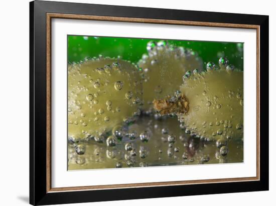 Grapes Underwater-Gordon Semmens-Framed Photographic Print