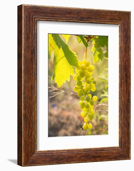 Grapes, Vineyards at Diano Castello, Imperia, Liguria, Italy, Europe-Frank Fell-Framed Photographic Print