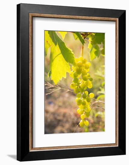 Grapes, Vineyards at Diano Castello, Imperia, Liguria, Italy, Europe-Frank Fell-Framed Photographic Print