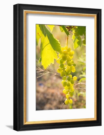 Grapes, Vineyards at Diano Castello, Imperia, Liguria, Italy, Europe-Frank Fell-Framed Photographic Print