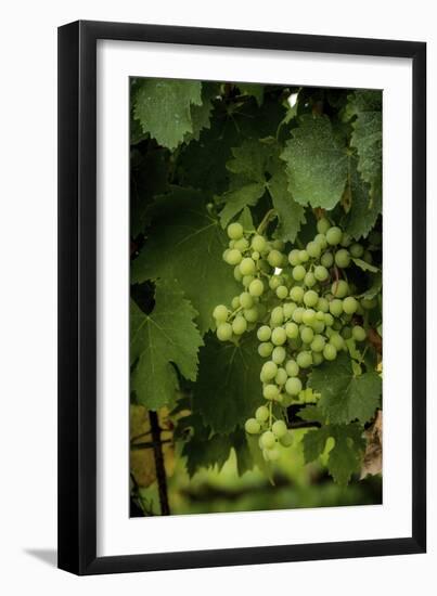 Grapes-Dan Ballard-Framed Photographic Print